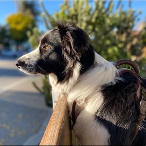 Meet your Posher, Ben